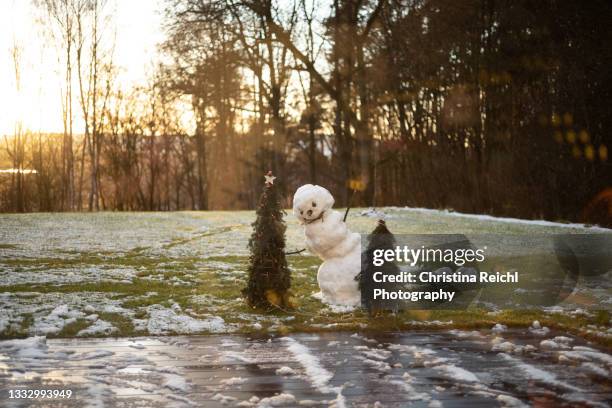 christmas trees in garden and a melting snow man - melted snowman stock-fotos und bilder