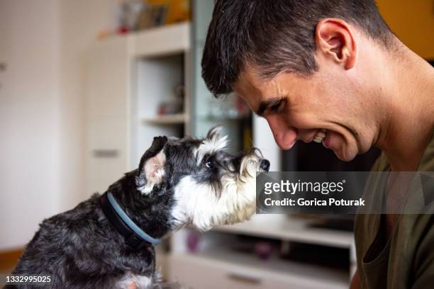 young man playing with his schnauzer dog - purebred dog stock pictures, royalty-free photos & images