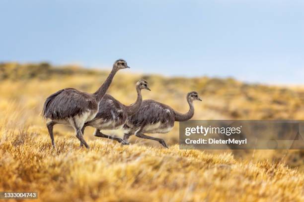 three ostrichs, greater rhea - nandu (rhea americana) in patagonia - torres del paine national park stock pictures, royalty-free photos & images