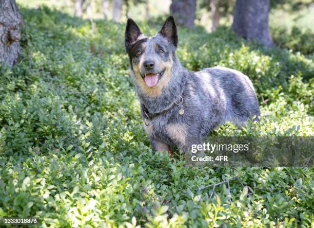 australian cattle dog - australian cattle dog stock pictures, royalty-free photos & images