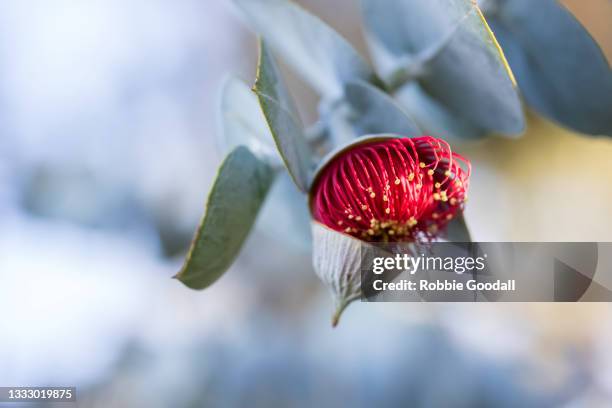 pink flowering gum tree blossom - perth, western australia - stamen stock pictures, royalty-free photos & images