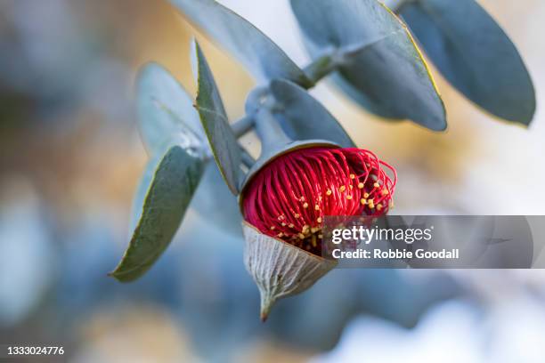 Jip Tree Gum Leaves Flowers Photos and Premium High Res Pictures - Getty Images
