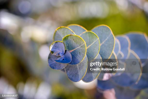 eucalyptus leaves - hoja de eucalipto fotografías e imágenes de stock