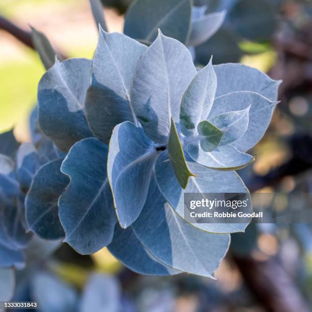 eucalyptus leaves - eucalyptus leaf stock pictures, royalty-free photos & images