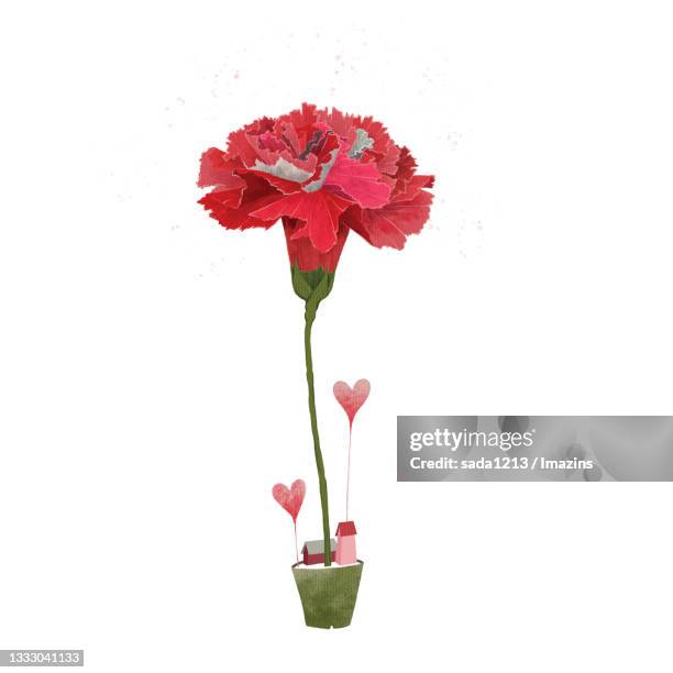 ilustrações, clipart, desenhos animados e ícones de carnation, illustratiom - carnation flower