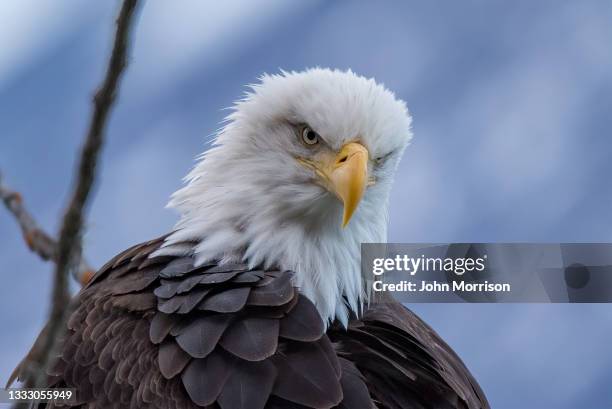 alaska bald eagle perched at chilkat river - eagle view stock pictures, royalty-free photos & images