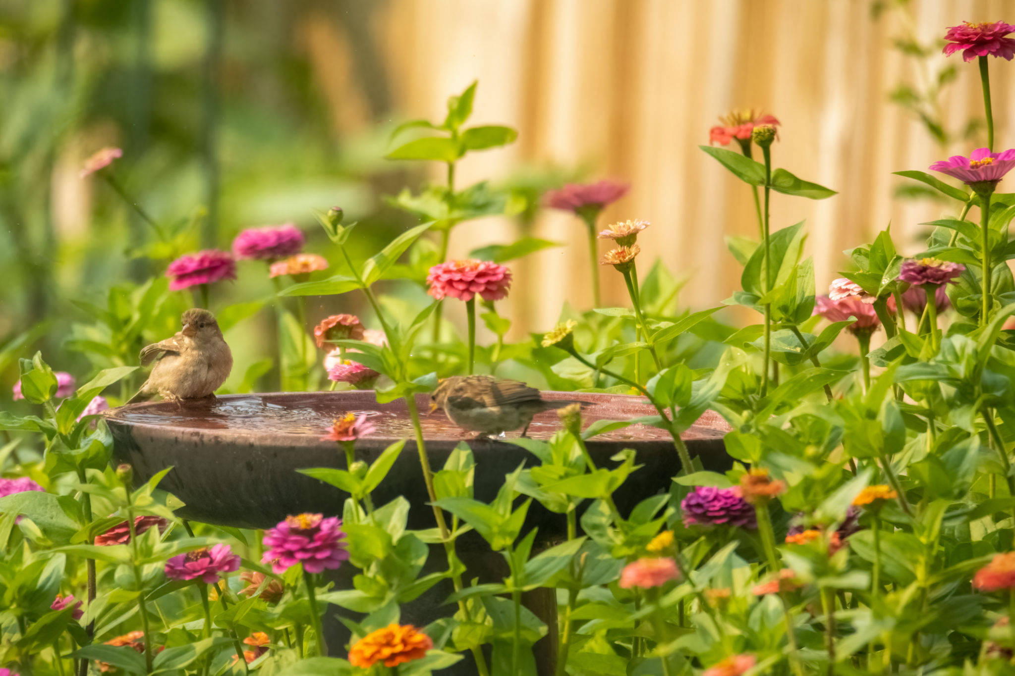 wildlife friendly garden