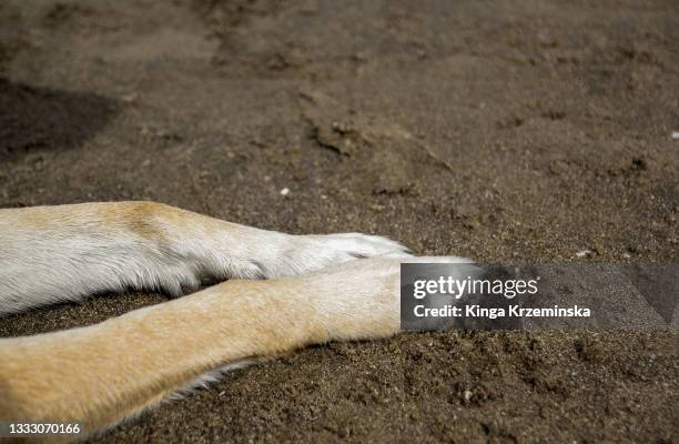 dog's legs on the sand - tierquälerei stock-fotos und bilder