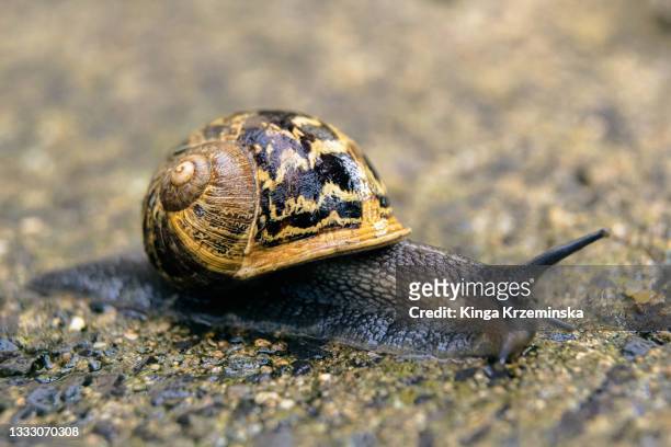 snail - invertebrate stock pictures, royalty-free photos & images