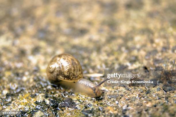 baby snail - snail vine stock pictures, royalty-free photos & images