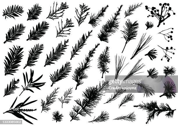 ilustrações, clipart, desenhos animados e ícones de plantas de natal reais e padrões florais - pinho
