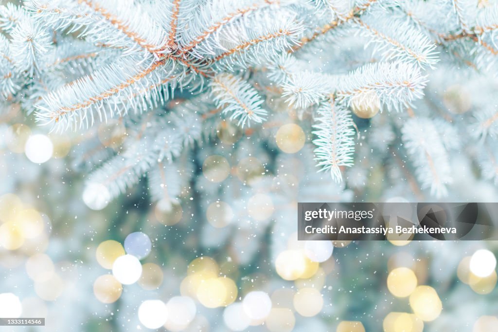 Christmas Background Blue Spruce Outdoor With Snow Lights Bokeh Around And  Snow Falling High-Res Stock Photo - Getty Images