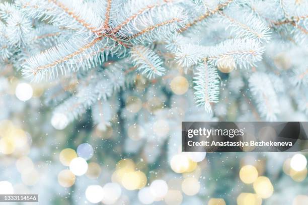 christmas background. blue spruce outdoor with snow, lights bokeh around, and snow falling - spruce branch stock pictures, royalty-free photos & images
