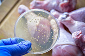 E coli salmonella outbreak in chicken meat