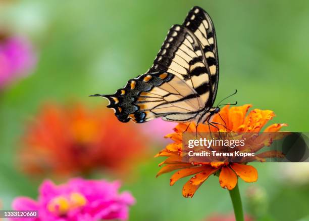 tiger swallowtail buttherfly on zinnia flowe - mariposa tigre del este fotografías e imágenes de stock