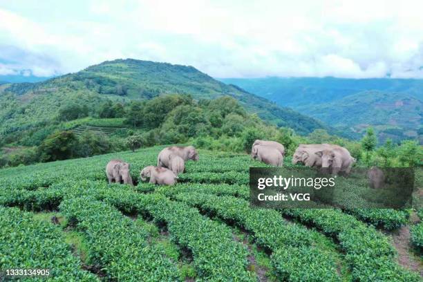 Herd of wild Asian elephants strolls through a village at Ning'er Hani and Yi Autonomous County on August 7, 2021 in Pu'er, Yunnan Province of China.