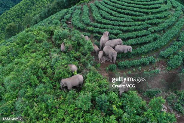 An aerial view of a herd of wild Asian elephants strolling through a village at Ning'er Hani and Yi Autonomous County on August 7, 2021 in Pu'er,...