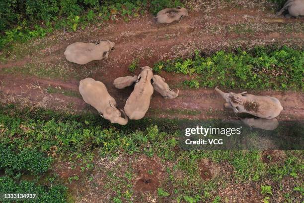 An aerial view of a herd of wild Asian elephants strolling through a village at Ning'er Hani and Yi Autonomous County on August 7, 2021 in Pu'er,...