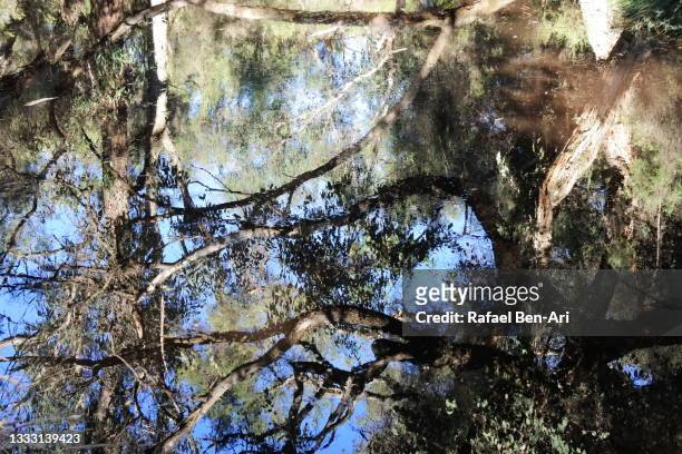 water reflection of australian bush trees - australia summer reflection foto e immagini stock