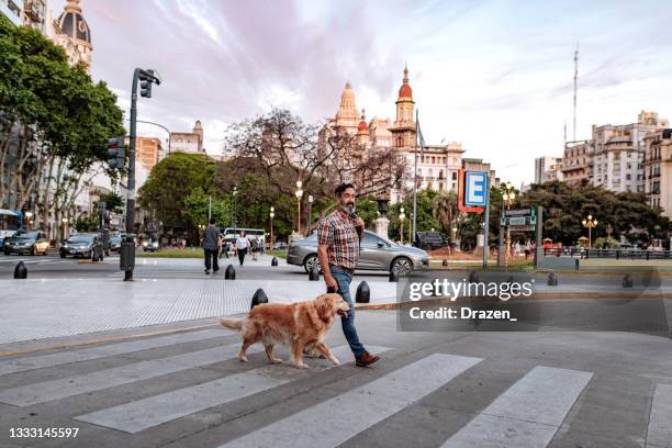 mature man with golden retriever dog crossing the street in downtown - middle age man and walking the dog stockfoto's en -beelden
