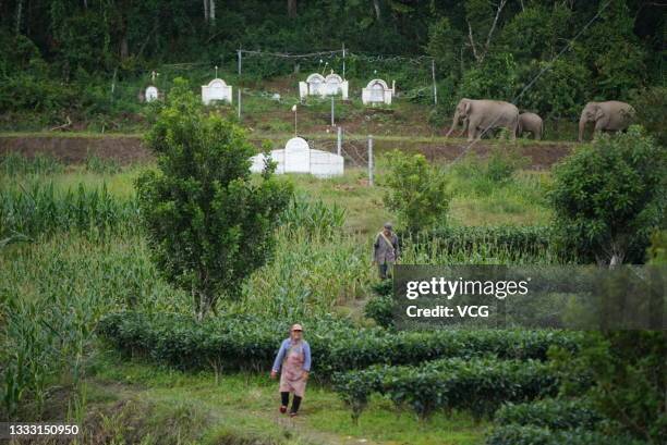 Herd of wild Asian elephants strolls through a village at Ning'er Hani and Yi Autonomous County on August 7, 2021 in Pu'er, Yunnan Province of China.