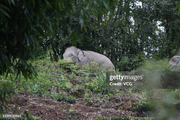 One of a herd of wild Asian elephants strolls through a village at Ning'er Hani and Yi Autonomous County on August 7, 2021 in Pu'er, Yunnan Province...