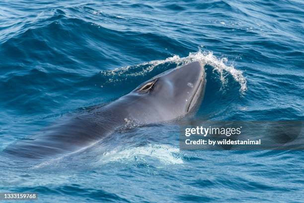 dwarf minke whale coming to the surface, great barrier reef, queensland, australia. - great barrier reef marine park stockfoto's en -beelden