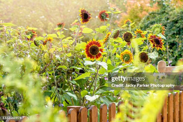 beautiful summer sunflowers - helianthus annus behind a garden fence in soft sunshine - girasole foto e immagini stock