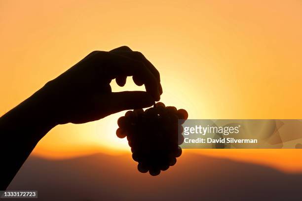 Dalton Winery's winemaker Guy Eshel inspects Pinot Gris grapes at sunrise at the start of harvest on August 2, 2021 in Misgav Am in northern Israel....