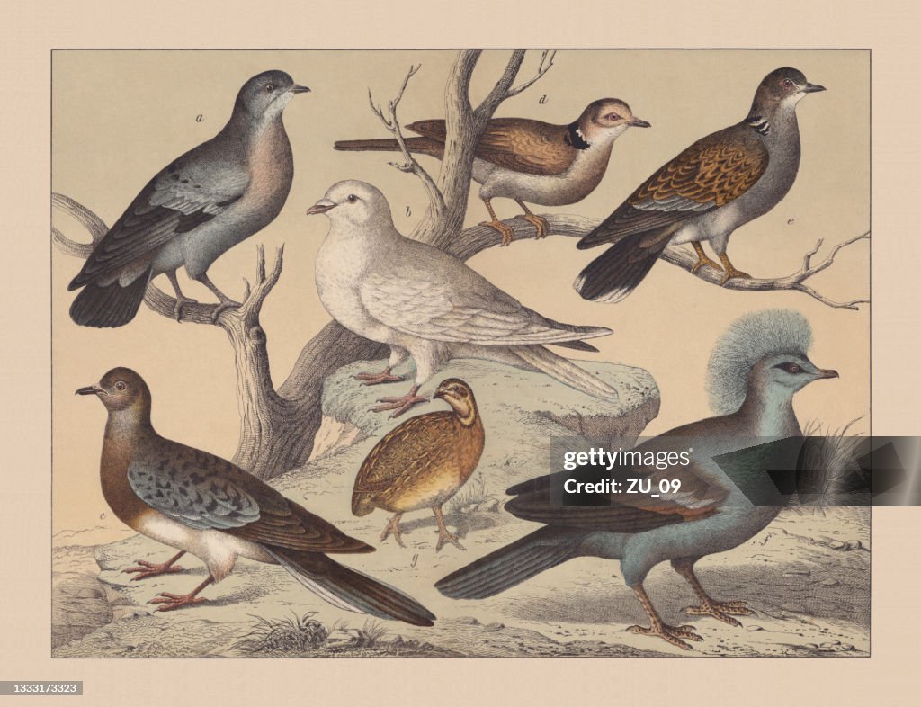 Pigeons (Columbidae), hand-colored chromolithograph, published in 1882