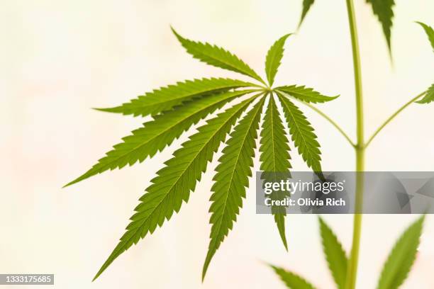 Close up photo of the green leaf of medical marijuana on the cannabis plant on the plain background.