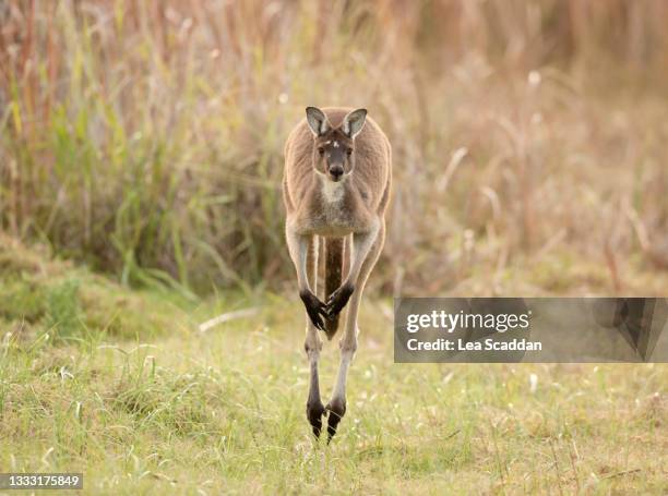 jumping kangaroo - kangaroo jump stock pictures, royalty-free photos & images