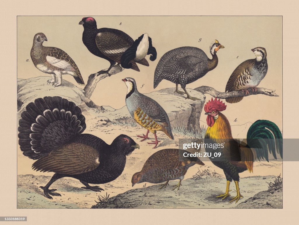 Gamebirds (Galliformes), hand-colored chromolithograph, published in 1882