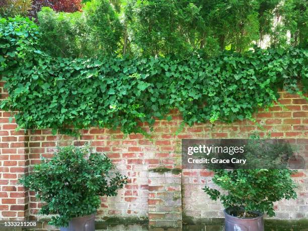 overflowing ivy on brick wall with potted plants below - alexandria virginia bildbanksfoton och bilder