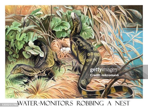 Monitor Lizard Digram 41 Monitor Lizard Drawing Stock Photos, High-Res Pictures, and Images ...
