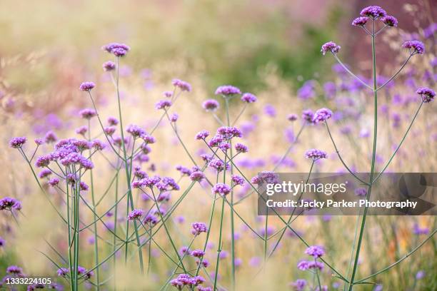 beautiful purple summer flowers of verbena bonariensis in hazy sunshine - eisenkraut stock-fotos und bilder