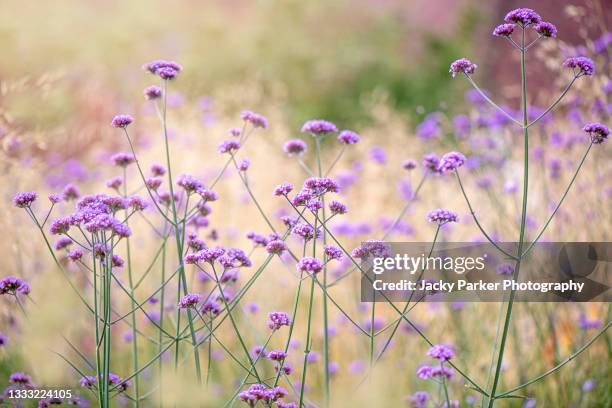 beautiful purple summer flowers of verbena bonariensis in hazy sunshine - vervain stock pictures, royalty-free photos & images