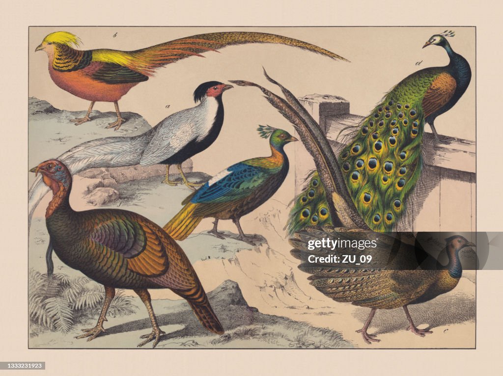 Gamebirds (Galliformes), hand-colored chromolithograph, published in 1882