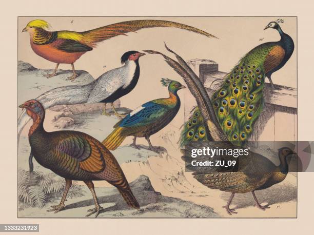 gamebirds (galliformes), hand-colored chromolithograph, published in 1882 - peacock illustration stock illustrations