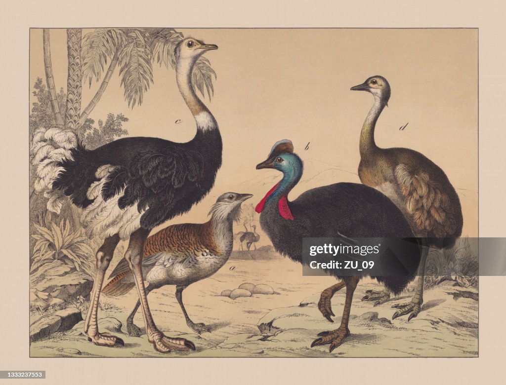Flightless birds (Struthionidae), cromotiografo colorato a mano, pubblicato nel 1882