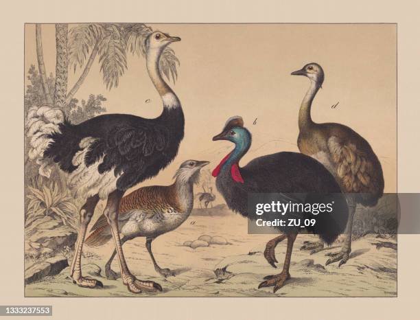 flightless birds (struthionidae), hand-colored chromolithograph, published in 1882 - cassowary stock illustrations