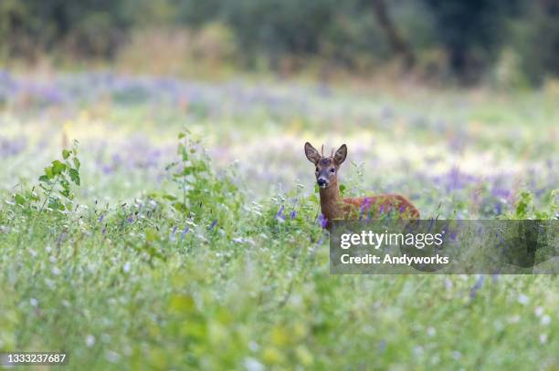 young roebuck - bokken dierlijk gedrag stockfoto's en -beelden