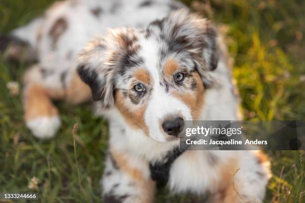 australian shepherd puppy lying on grass - australian shepherd - fotografias e filmes do acervo