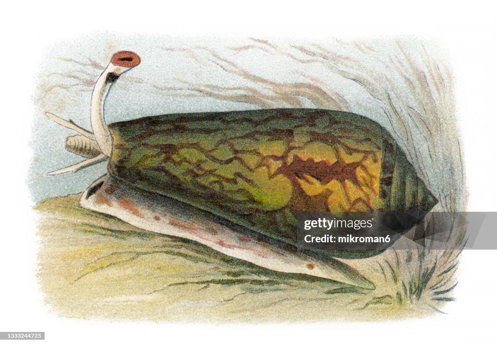 Old chromolithograph illustration of Cone snail (Conus texilis)
