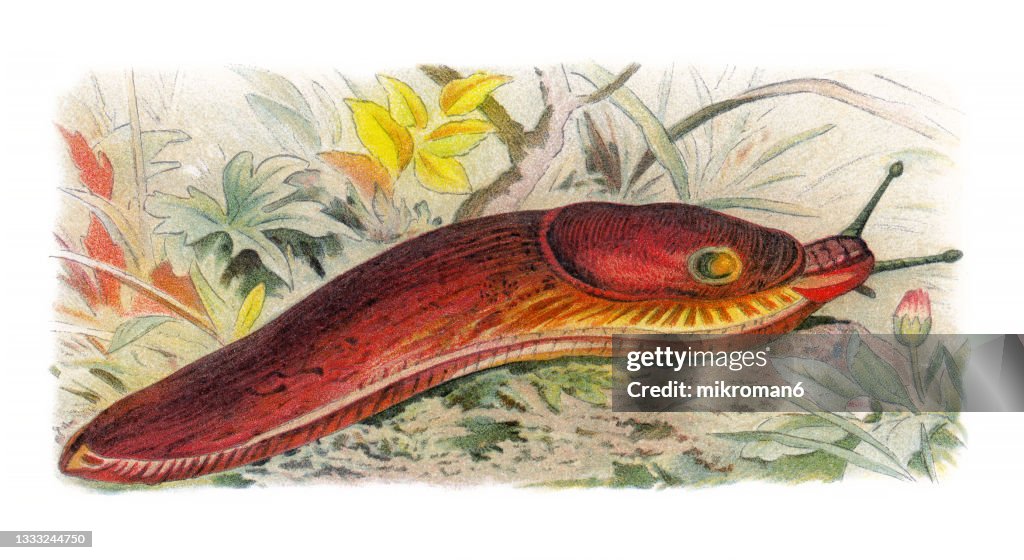 Old chromolithograph illustration of Dusky Arion snail (Arion fuscus)