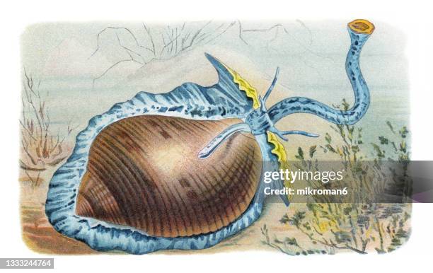 old chromolithograph illustration of giant tun (tonna galea, dolium galea) - 肝吸虫 ストックフォトと画像