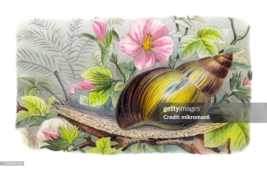 Old chromolithograph illustration of Giant African land snail (Achatina fulica, Achatina mauritiana)