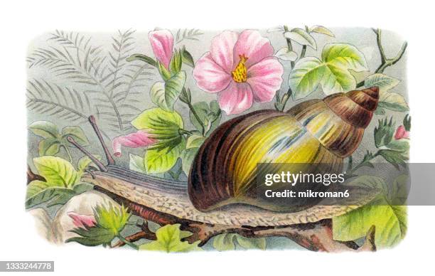 old chromolithograph illustration of giant african land snail (achatina fulica, achatina mauritiana) - 肝吸虫 ストックフォトと画像