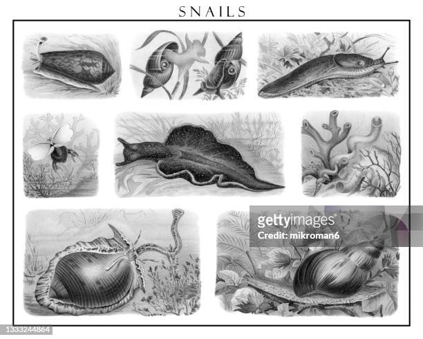 old chromolithograph illustration of snails - escólex imagens e fotografias de stock