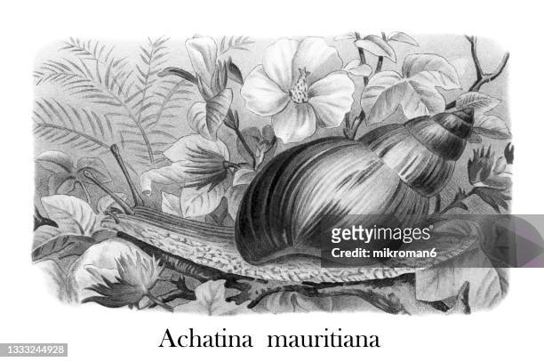 old chromolithograph illustration of giant african land snail (achatina fulica, achatina mauritiana) - escólex imagens e fotografias de stock